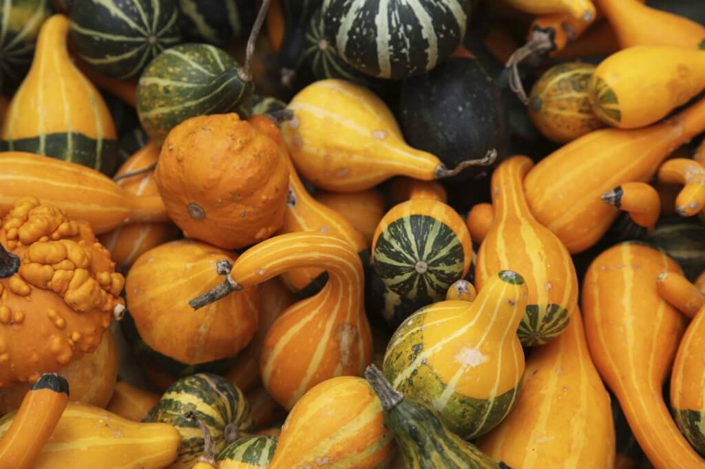 *Local - Gourds - Assorted* - Angelos Italian Bakery & Market